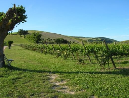 Fattoria colmone della marca
