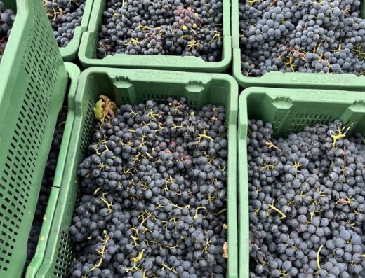 Fattoria colmone della marca