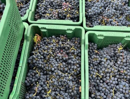 Fattoria colmone della marca