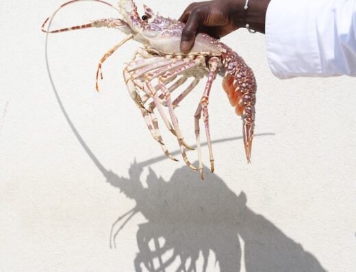 La Petite Langoustine